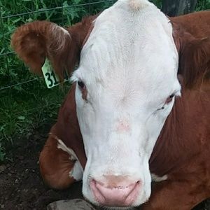 Meet your Posher, Addison